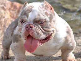 Neue Trendrasse - Bullydor und co.-Beitrag-Bild