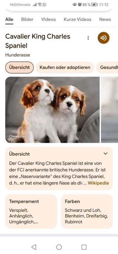 König der Qualzuchten - Cavalier King Charles Spaniel-Beitrag-Bild