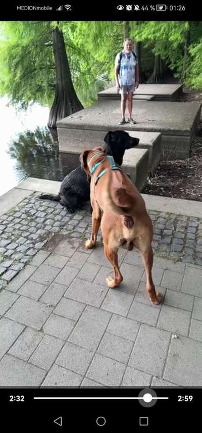 Fremder Hund kommt zu Themba-Beitrag-Bild