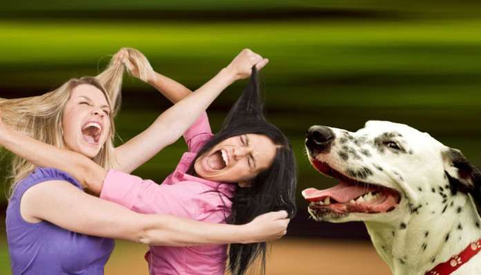 Woher kommt der Hass gegen andere Hunde und Hundehalter?-Beitrag-Bild