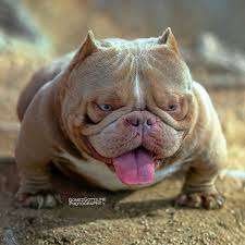 Neue Trendrasse - Bullydor und co.-Beitrag-Bild