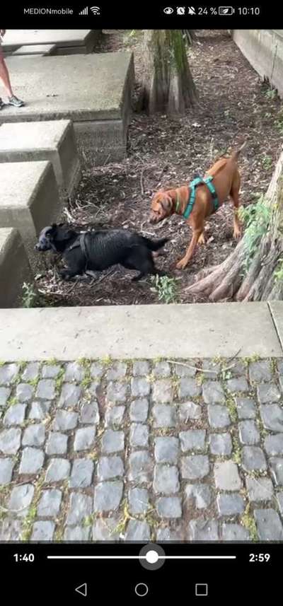 Fremder Hund kommt zu Themba-Beitrag-Bild