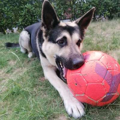 Was hat euch heute mit eurem Hund gefreut?-Beitrag-Bild