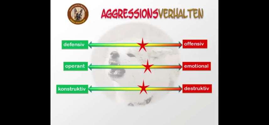 Aggression beim Hund.-Beitrag-Bild
