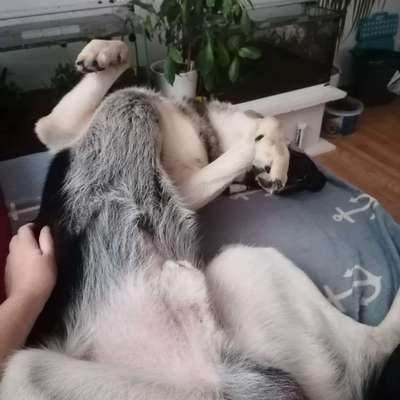 Bauchi kraulen?-Beitrag-Bild