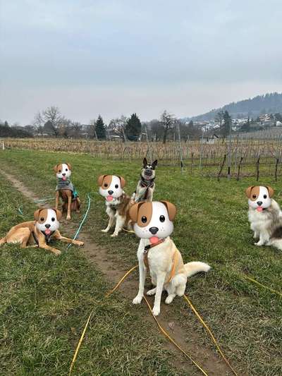 Zwerghunde und die "bösen Grossen"-Beitrag-Bild