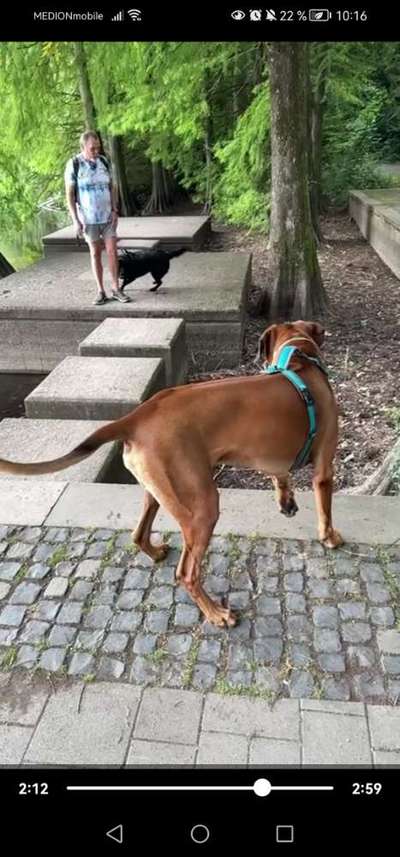 Fremder Hund kommt zu Themba-Beitrag-Bild