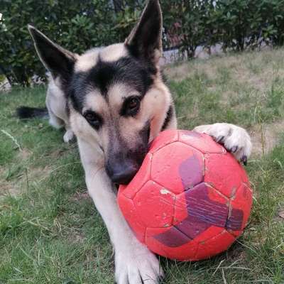 Was hat euch heute mit eurem Hund gefreut?-Beitrag-Bild
