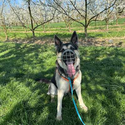 Drahtmaulkorb nicht tierschutzgerecht?-Beitrag-Bild