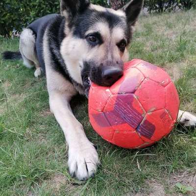 Was hat euch heute mit eurem Hund gefreut?-Beitrag-Bild