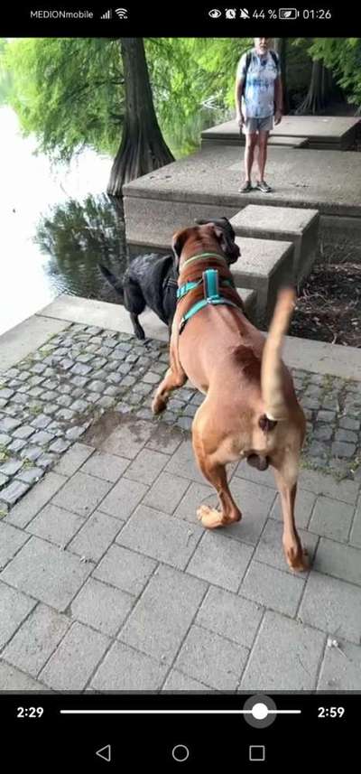 Fremder Hund kommt zu Themba-Beitrag-Bild