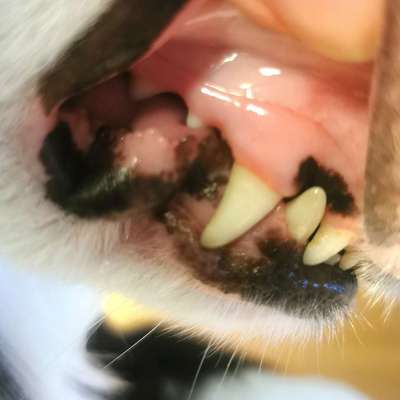 Empfehlung zu Zahnreinigung & Zahnsteinentfernung-Beitrag-Bild