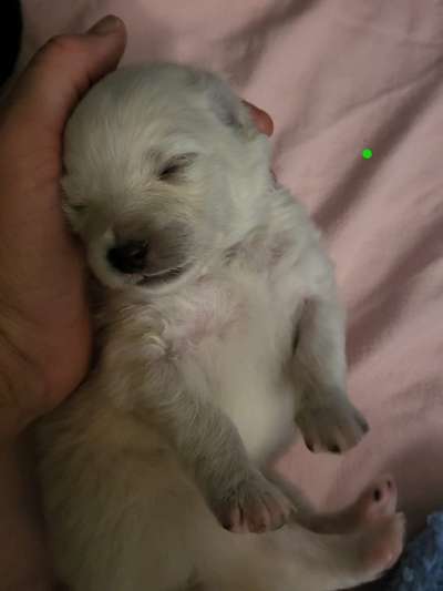 Vom Welpen zum Hund-Beitrag-Bild