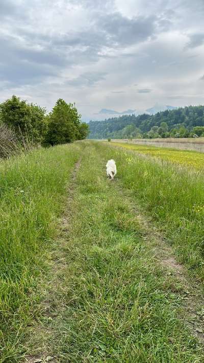 Hundetreffen-Junghunde - Treff in Grynau-Bild