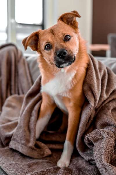 Unsere Fellnasen-Vielfalt im Überblick!-Beitrag-Bild