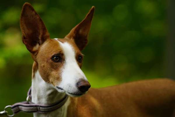Windhunde - Treffen der besonderen Schönheiten
HERZLICH WILLKOMMEN-Beitrag-Bild