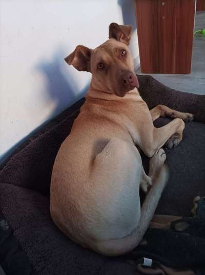 Windhunde - Treffen der besonderen Schönheiten
HERZLICH WILLKOMMEN-Beitrag-Bild