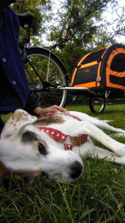 Die Dogorama Wochen Challenge-Beitrag-Bild