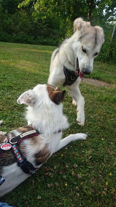 Spieltrieb ;)-Beitrag-Bild