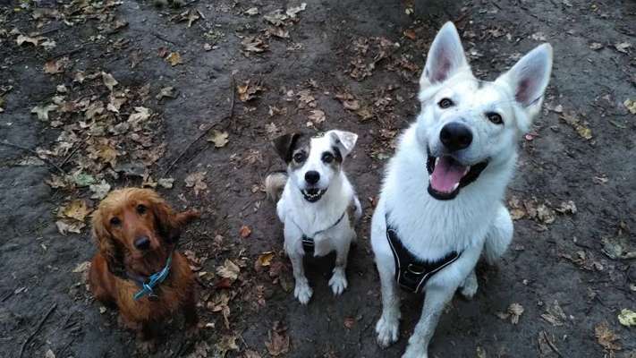 Bester Freund, Hundekumpel - zeigt her!-Beitrag-Bild