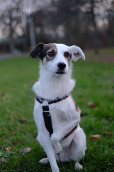 Foto's und Hundemodels-Beitrag-Bild