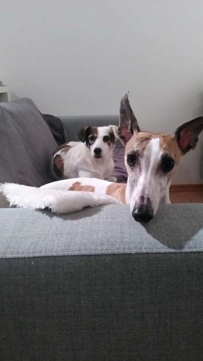 Windhunde - Treffen der besonderen Schönheiten
HERZLICH WILLKOMMEN-Beitrag-Bild