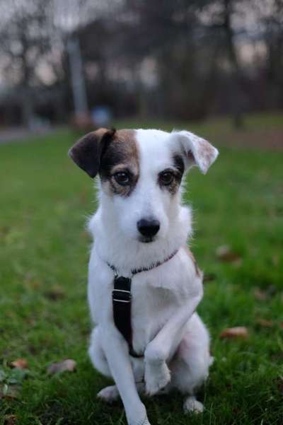 Zeigt eure Schützlinge aus dem Tierschutz Deutschland-Beitrag-Bild