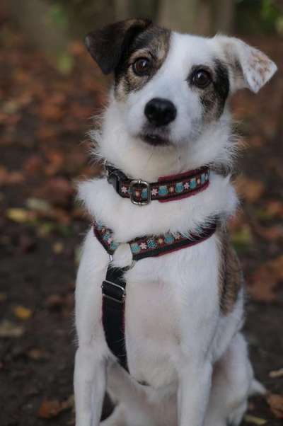 Mischlingshunde Foto Aufruf-Beitrag-Bild