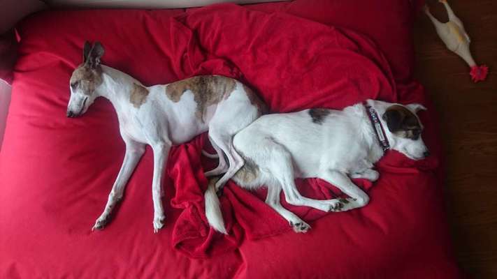 Zeigt mir die lustigsten Schlafpositionen eurer Fellnasen-Beitrag-Bild