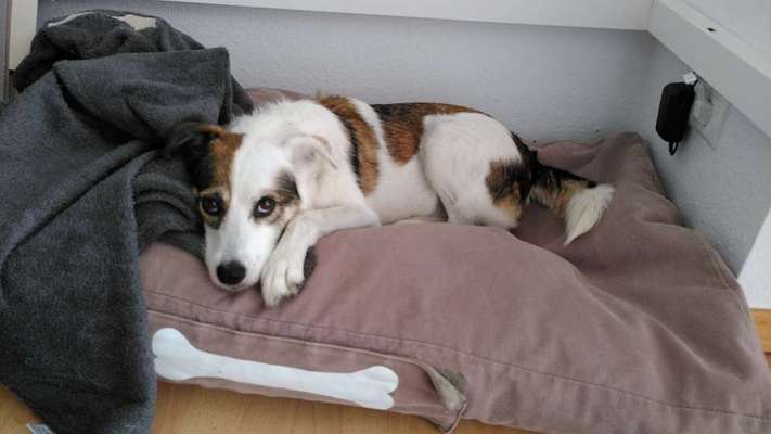 Ein gutes Hundebett?-Beitrag-Bild