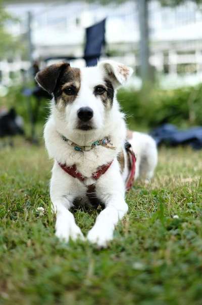 Mischlingshunde Foto Aufruf-Beitrag-Bild