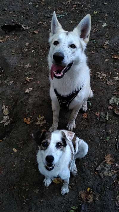 WG-Hunde irgendwo?-Beitrag-Bild