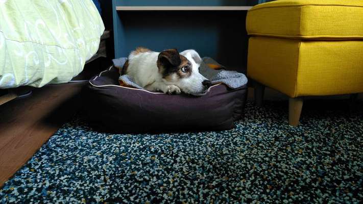 Mischlingshunde Foto Aufruf-Beitrag-Bild