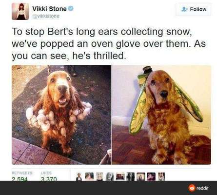 Hunde Memes-Beitrag-Bild