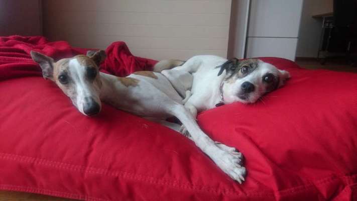 Windhunde - Treffen der besonderen Schönheiten
HERZLICH WILLKOMMEN-Beitrag-Bild