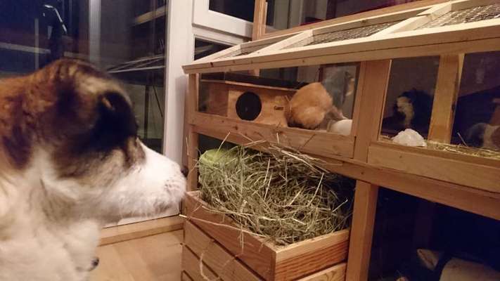 Bilder Hund und andere Tiere-Beitrag-Bild