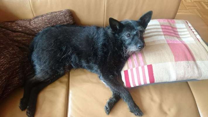 Mischlingshunde Foto Aufruf-Beitrag-Bild