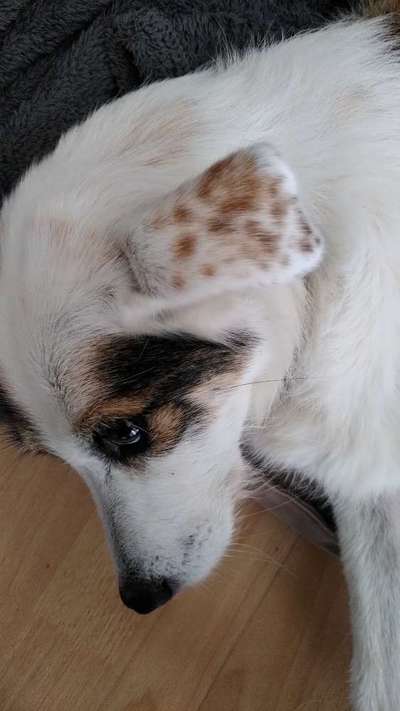 Lustige Merkmale am Hund - Fellzeichnungen :)-Beitrag-Bild