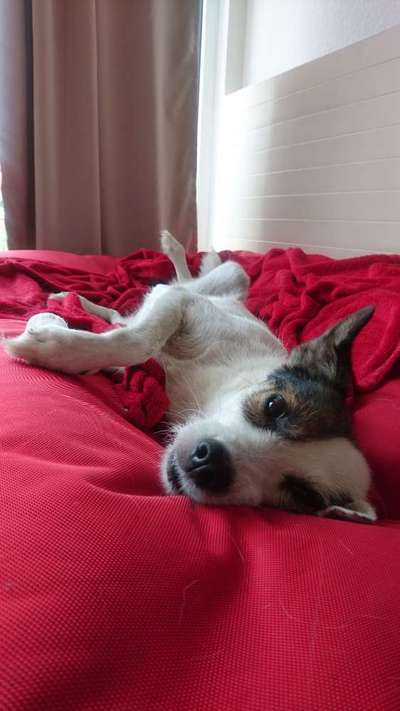 Ein gutes Hundebett?-Beitrag-Bild