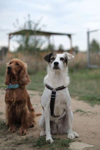 Foto's und Hundemodels-Beitrag-Bild