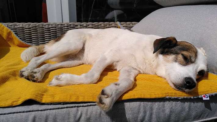 Ein gutes Hundebett?-Beitrag-Bild