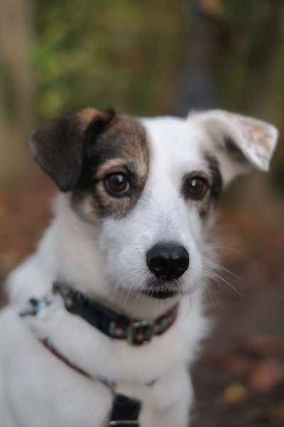 Foto's und Hundemodels-Beitrag-Bild