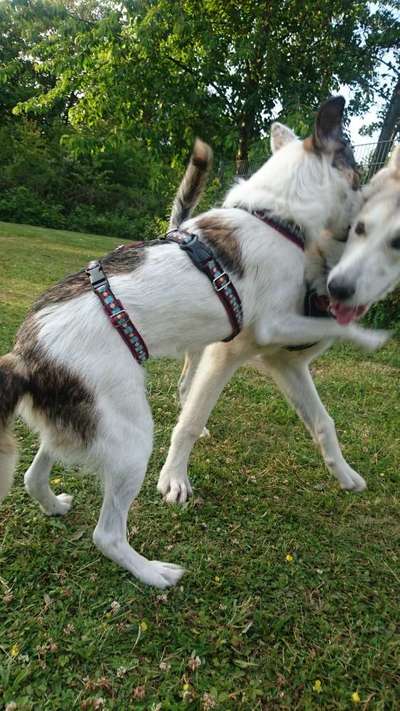 Spieltrieb ;)-Beitrag-Bild