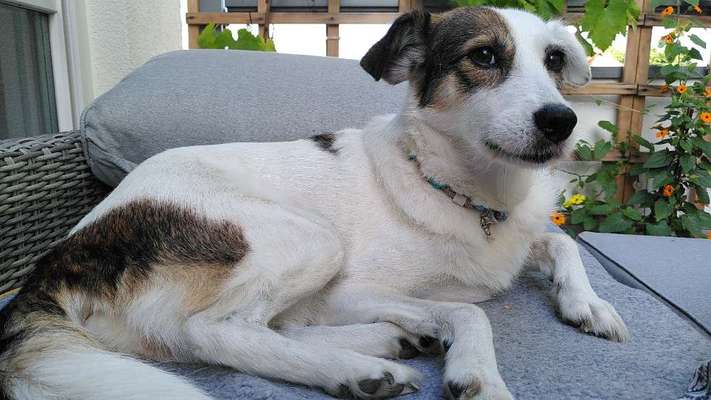 Wie "jung" haben sich eure Hunde gehalten ?-Beitrag-Bild