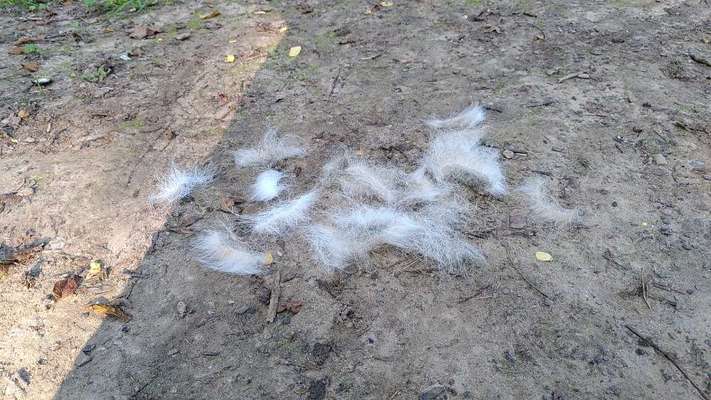 Zeig mir, dass du mit einem hund zusammenlebst....-Beitrag-Bild