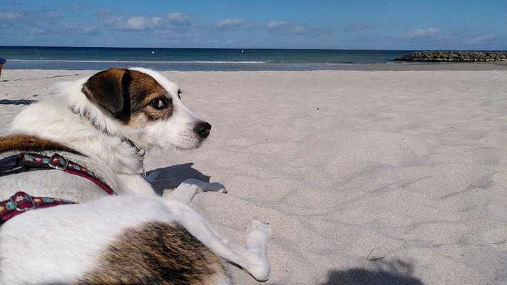 Die Dogorama Wochen Challenge: “Dein Hund im Urlaub”-Beitrag-Bild