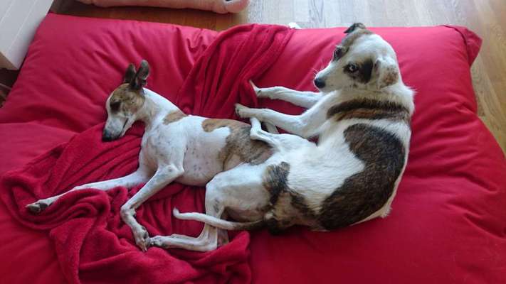 Windhunde - Treffen der besonderen Schönheiten
HERZLICH WILLKOMMEN-Beitrag-Bild