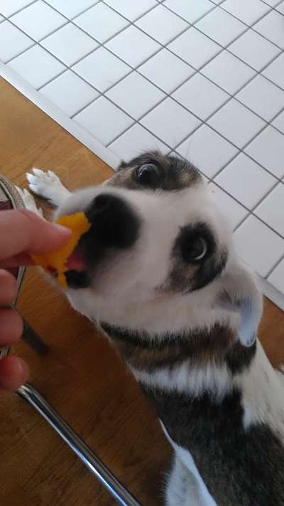 Lustigsten Grimassen von euren Hunden-Beitrag-Bild