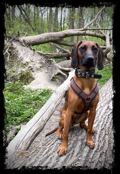 Seltene Rassen!-Beitrag-Bild