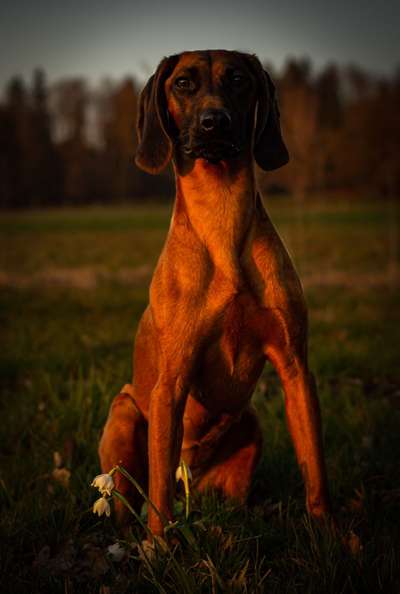 Bayerischer Gebirgsschweißhund-Beitrag-Bild